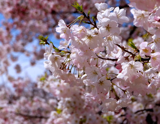 Japanese Cherry Blossom