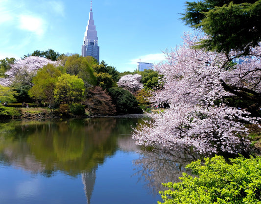 Cherry Blossoms at the City's Edge