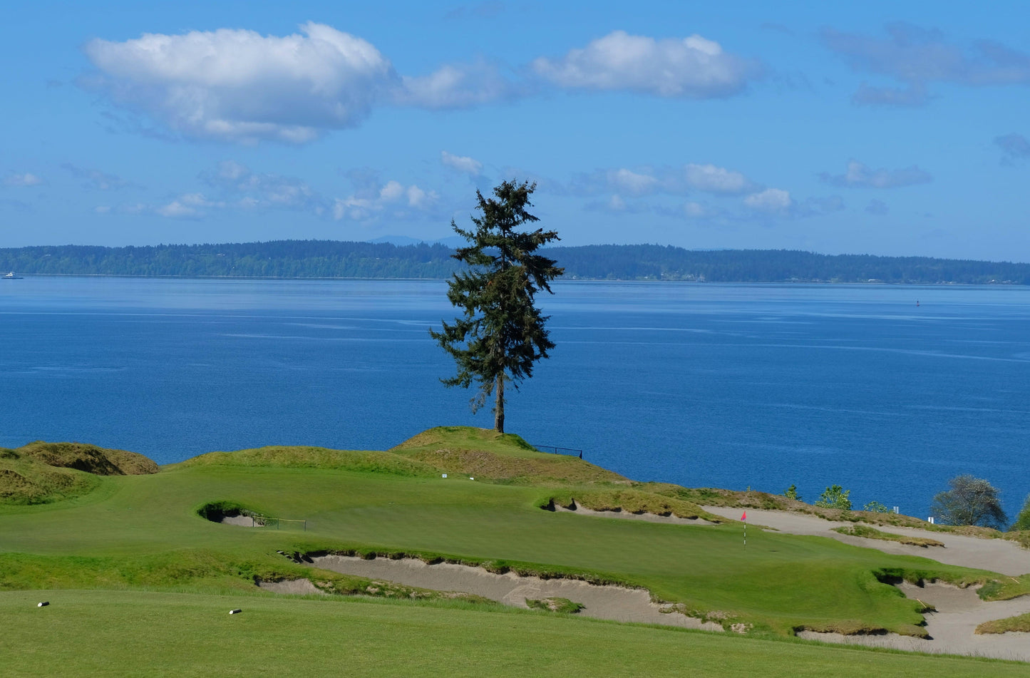 Chambers Bay Lone Fir